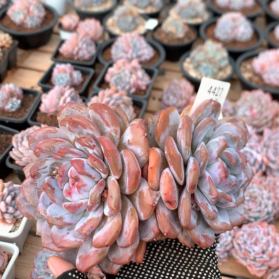 18厘米双头有砍溏心梦露六年老桩4427