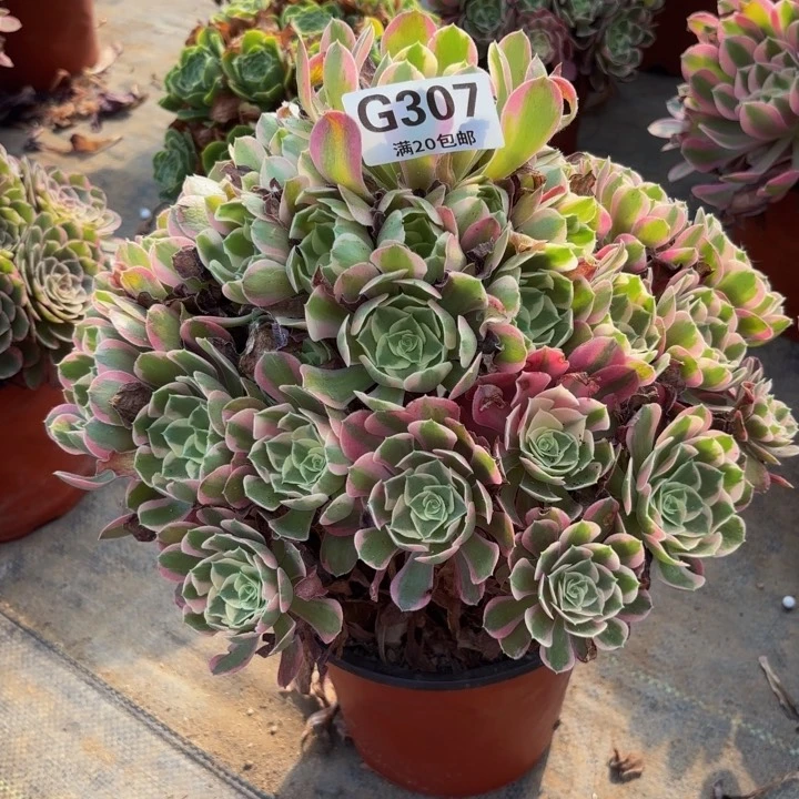 瑞妈多肉园艺， 307