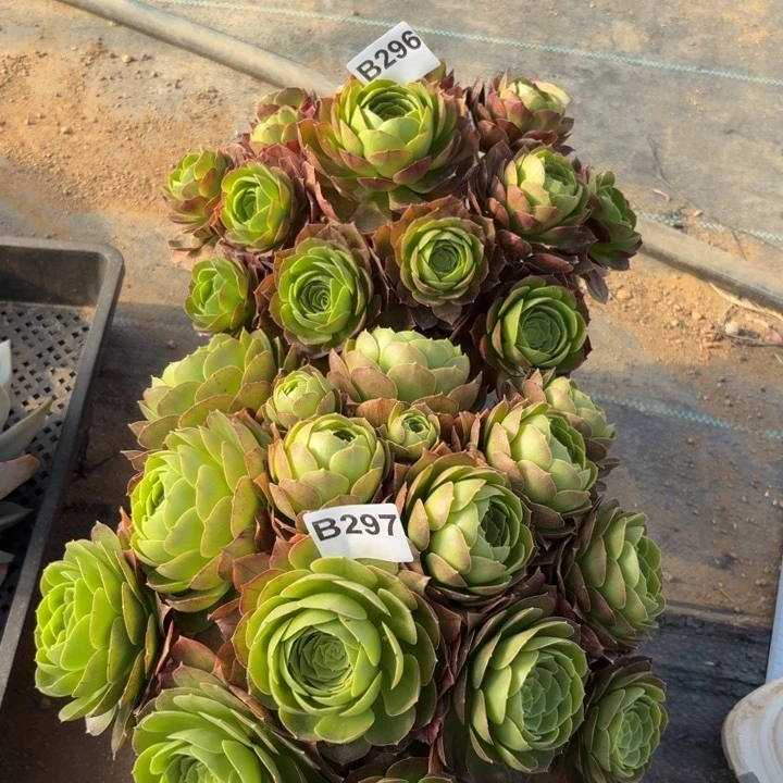 夜*瑰圣罗兰两颗多肉植物不包损