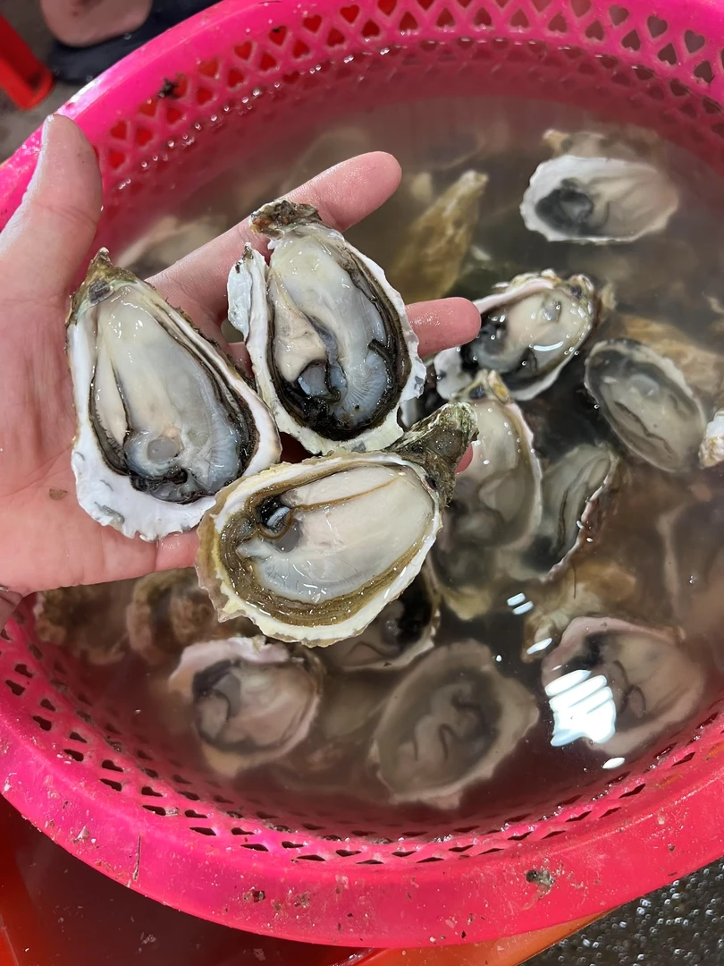 饶平汫洲带壳生蚝家庭装夜市同款烤生蚝8斤