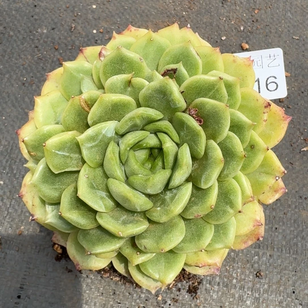 9316杂交多肉植物基地