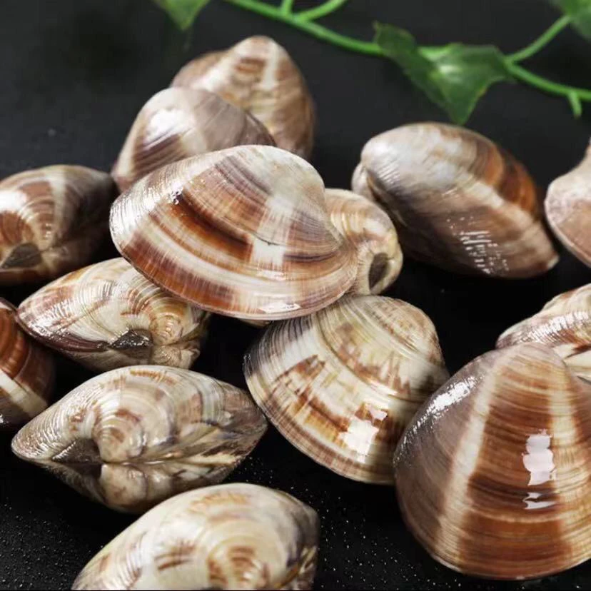连云港发货 鲜活美贝大蛤蜊（5斤/10斤）链接同款美贝
