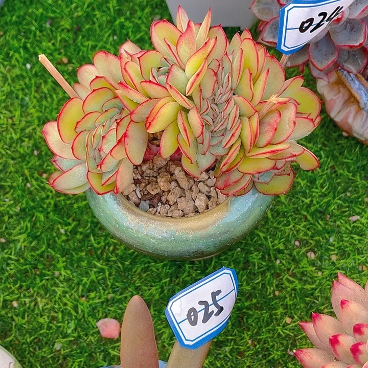 谢谢你的支持00000038