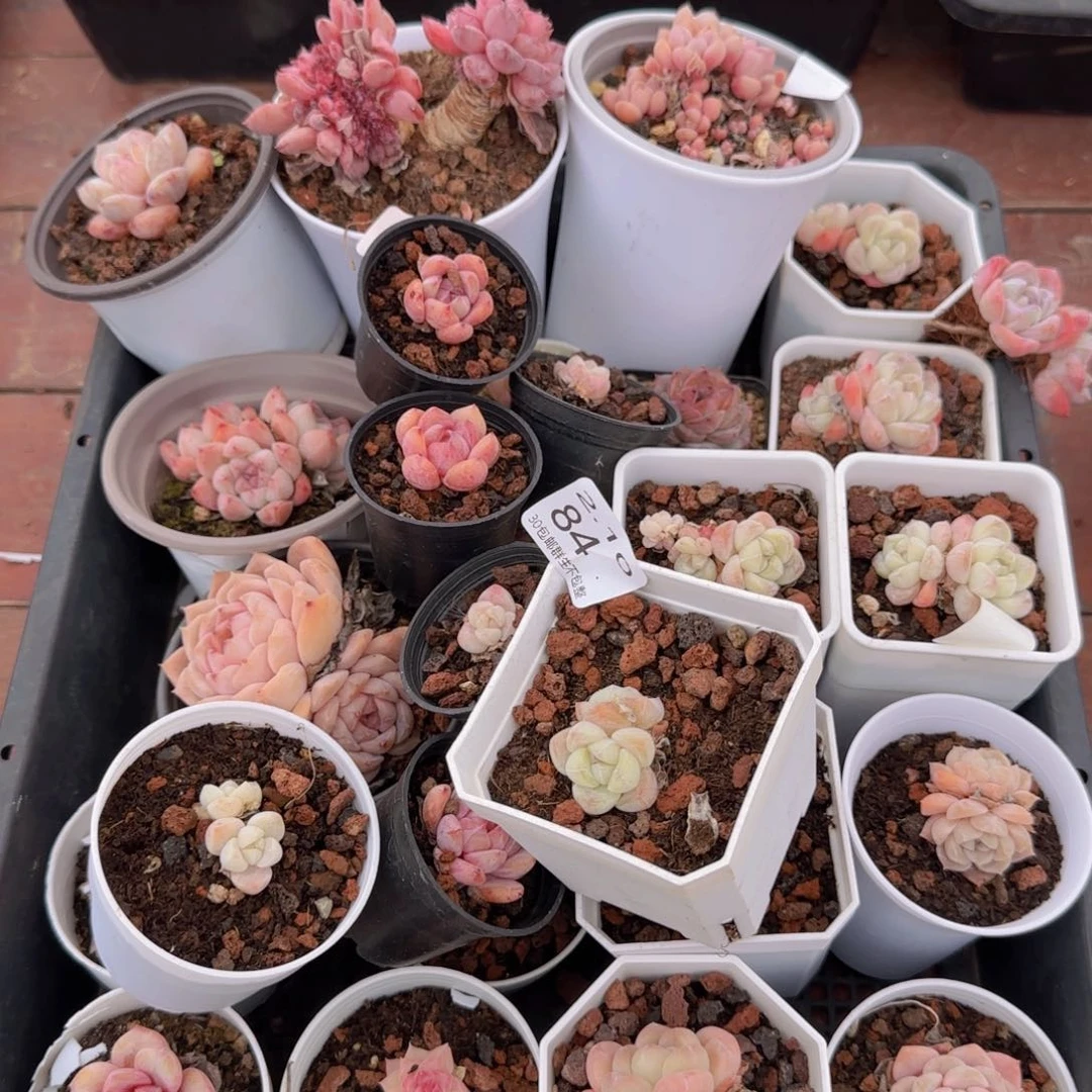 一筐脱土发货84号