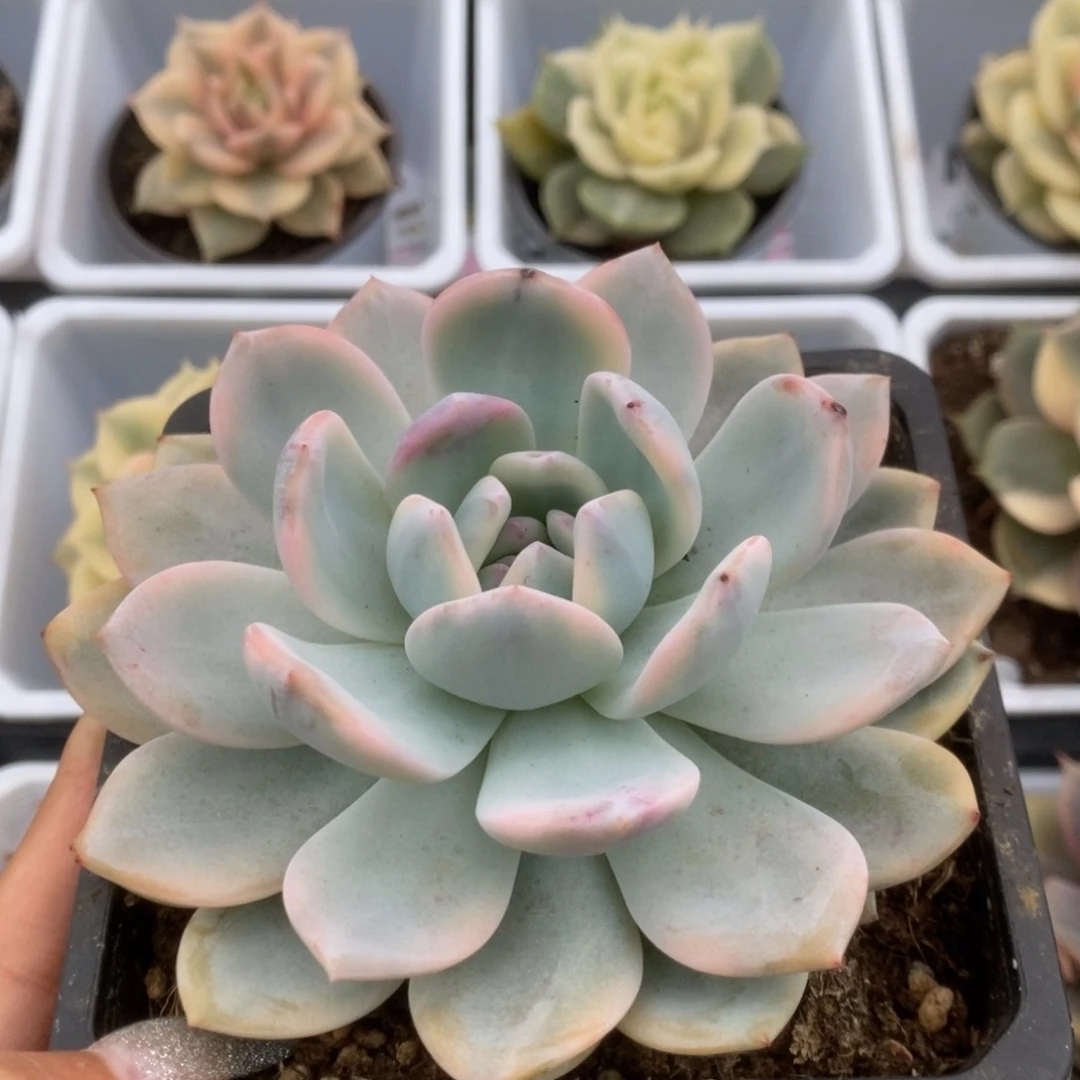 012橙子锦锦锦锦锦锦锦