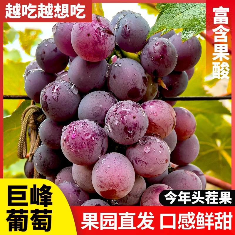 巨峰葡萄新鲜高品质大果多汁饱满新鲜现摘软糯甘甜多汁当季水果