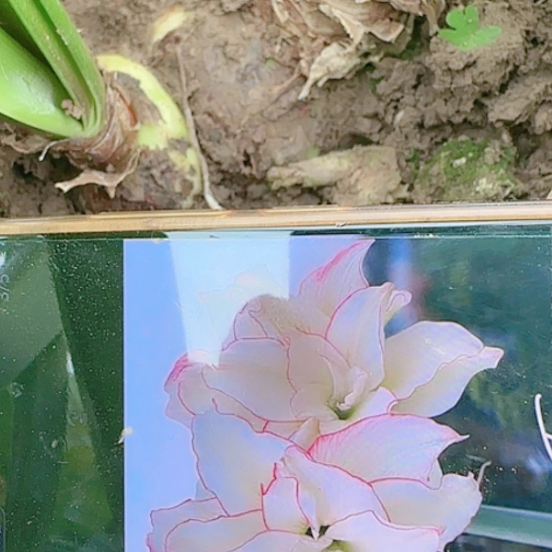 【闪购商品】无花朵滑稽演员带侧发货