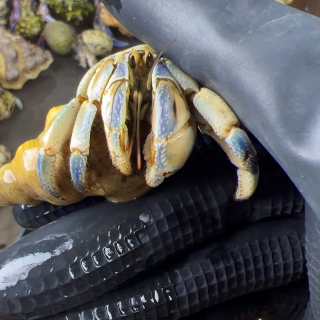 2.1口紫路捡漏寄居蟹