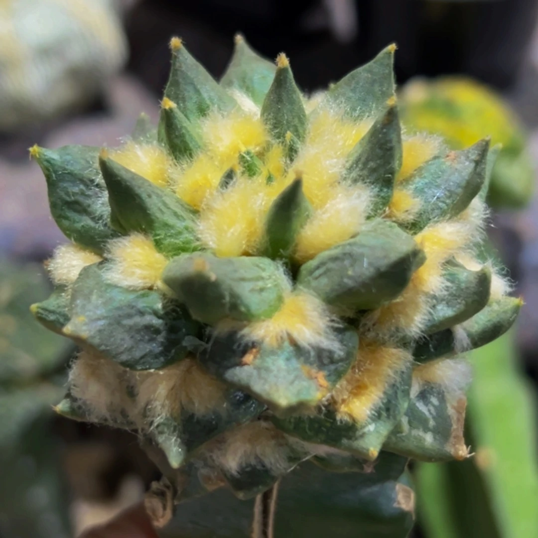 无花朵勾尤龙牙牡丹629