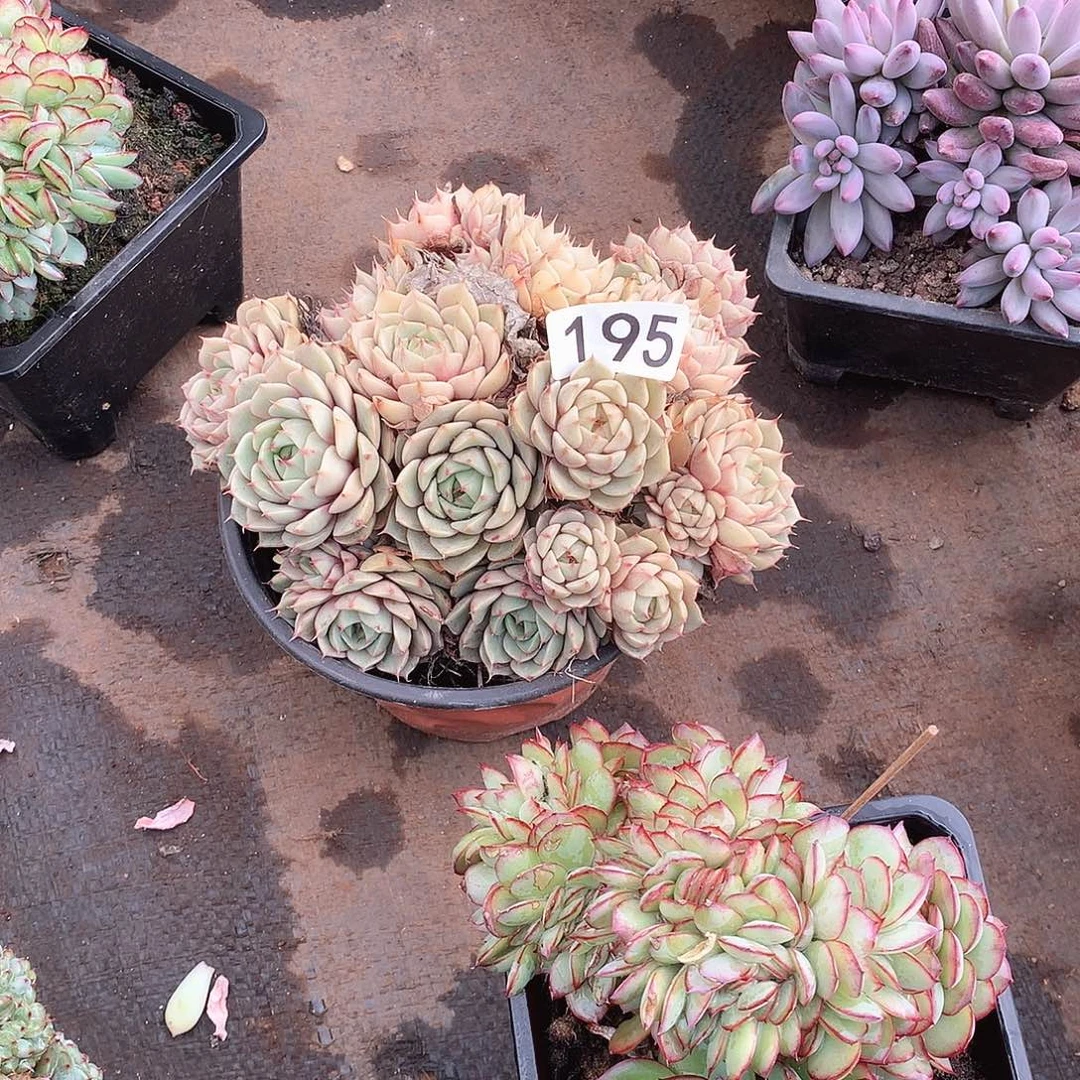 195笨巴蒂斯 一物一拍多肉