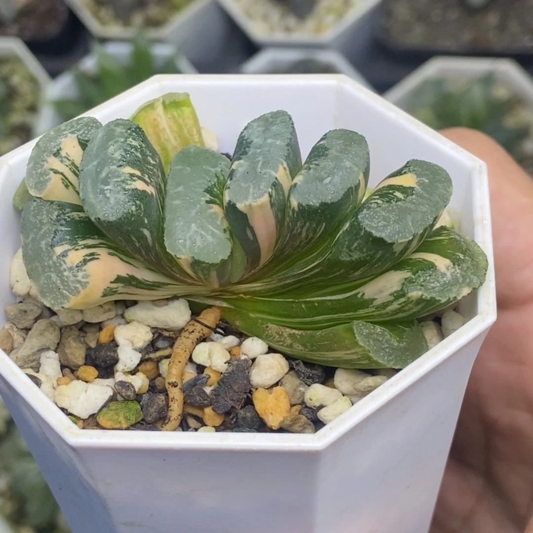 浮藻玉扇锦一物一拍