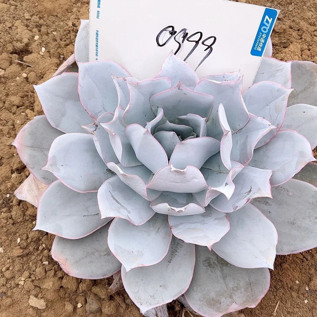 风****地载广寒宫一物一拍