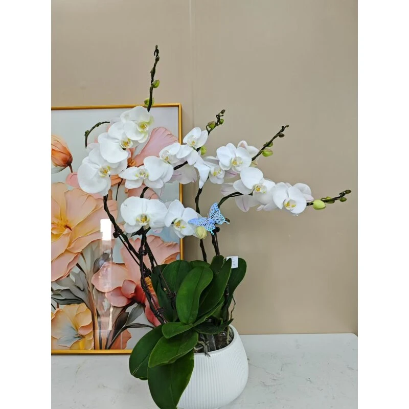 [4大白V3]  蝴蝶兰 精品