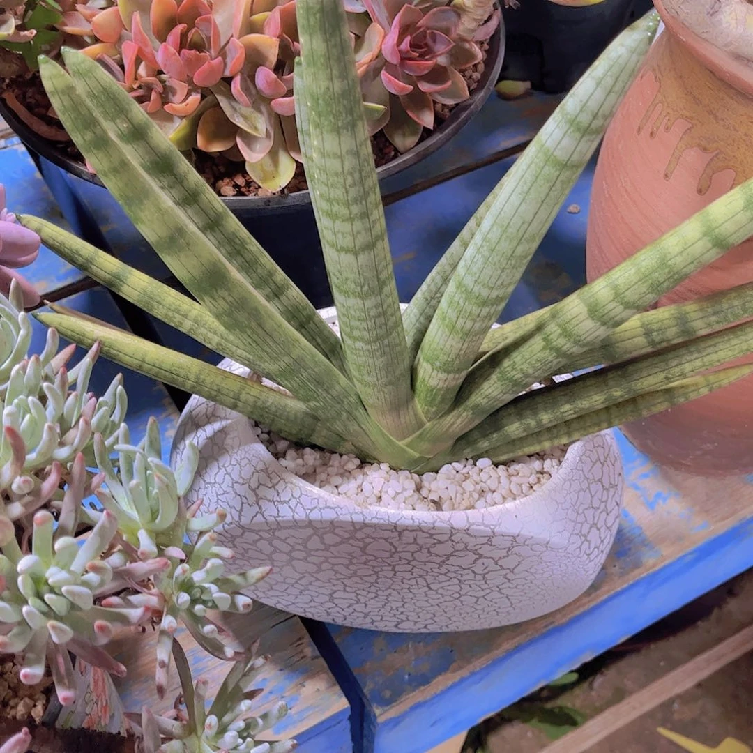 多肉老砖多破老桩