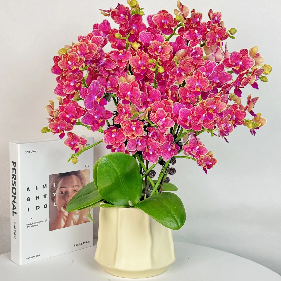 蝴蝶兰【金边玲珑】精品年宵花超多花量2-4