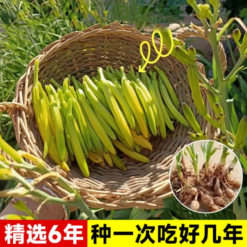 正宗黄花菜根四季可种高产抗病易活阳台盆栽庭院种植