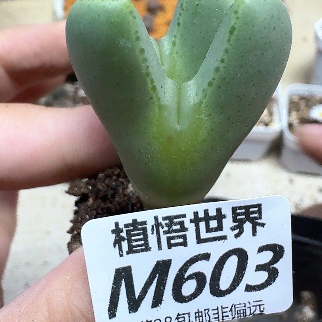 多肉植物的润泽dfv