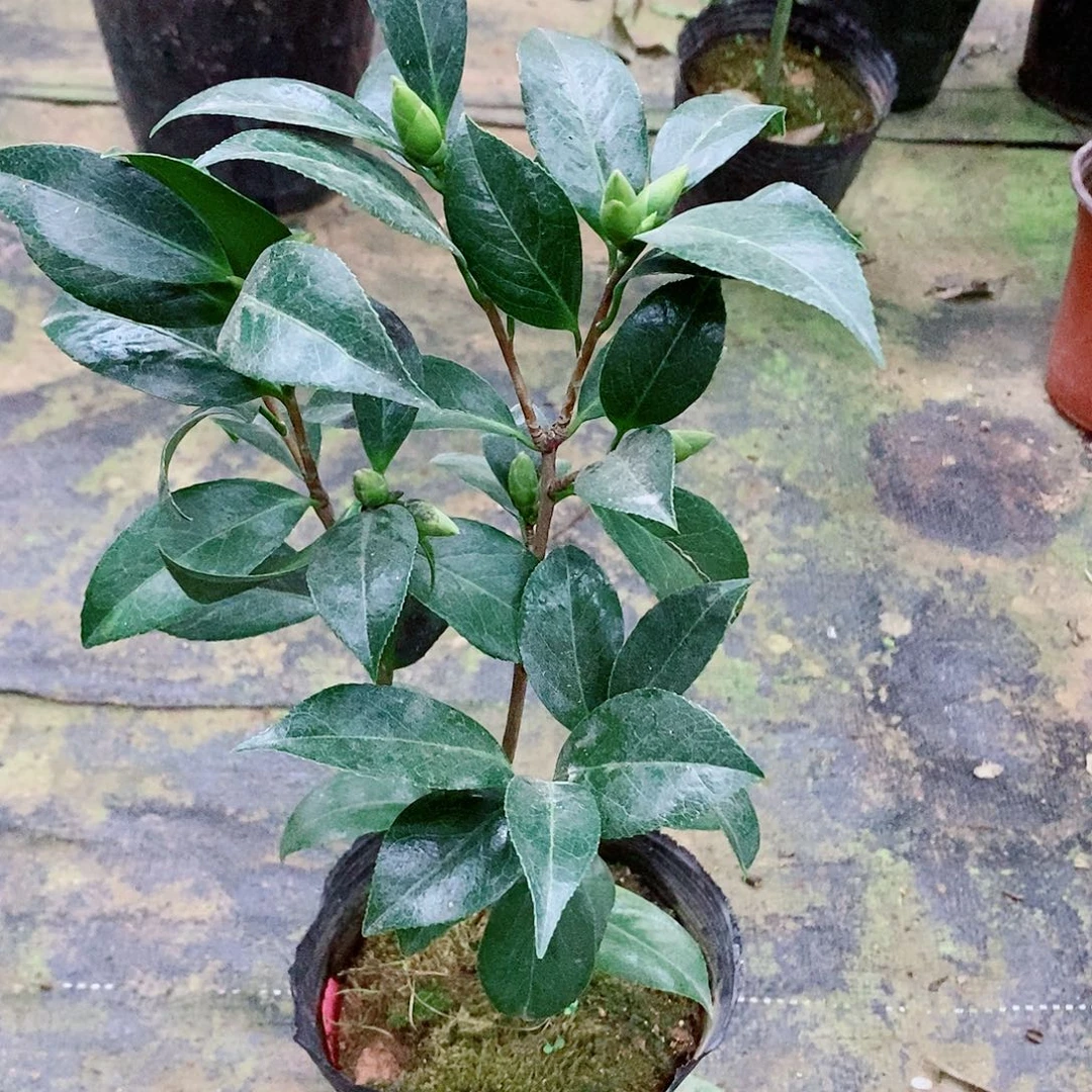无花朵茶花盆栽花鹤翎