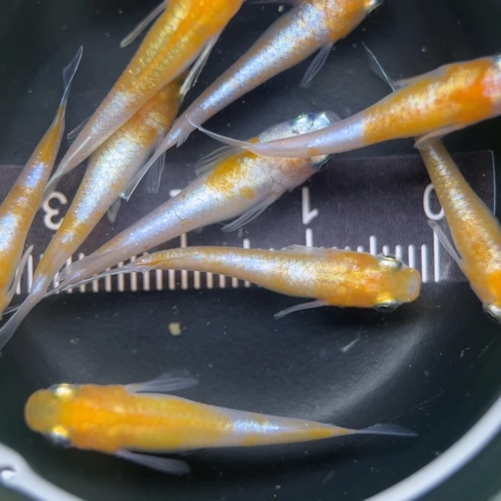 海水鱼红白赤壁62号