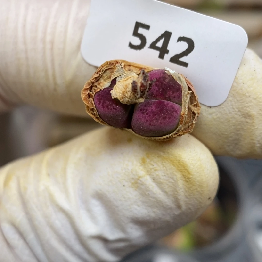 多肉植物肉锥杂交K-542