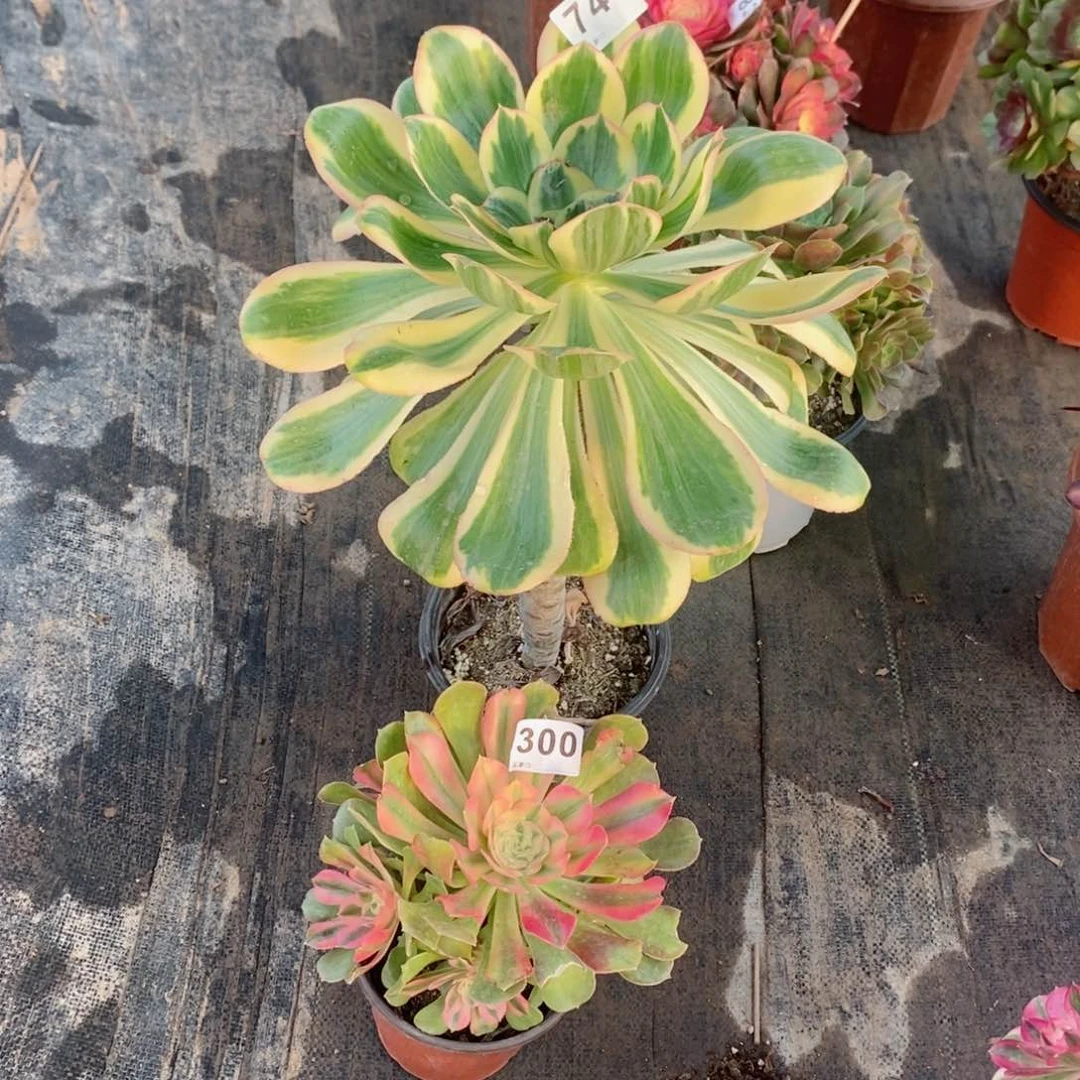 漯**猫燕姿锦红袖743300多肉1111