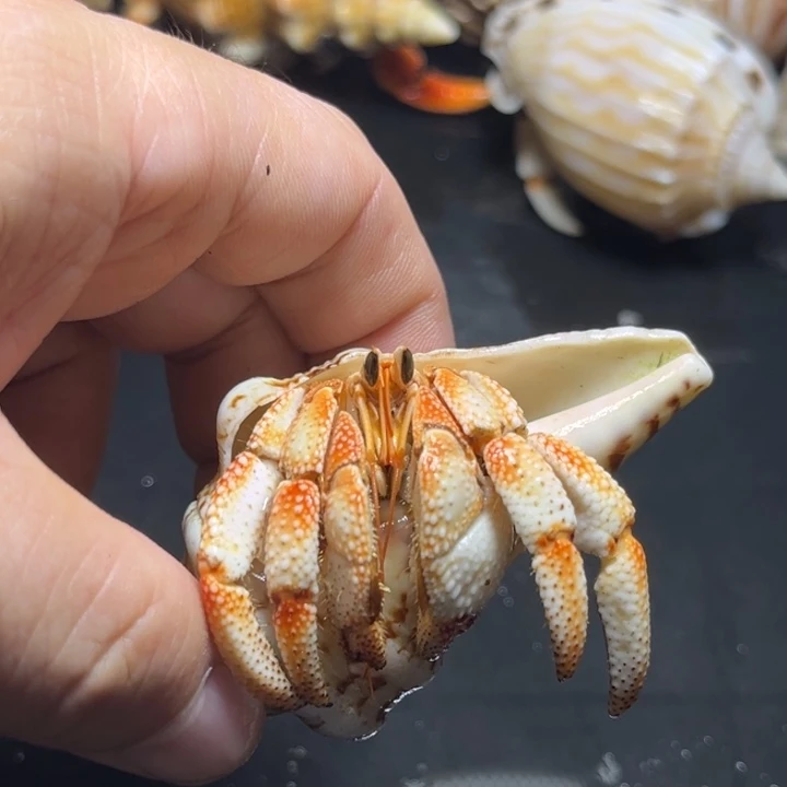 拽***炜毛球2.7口径原价220