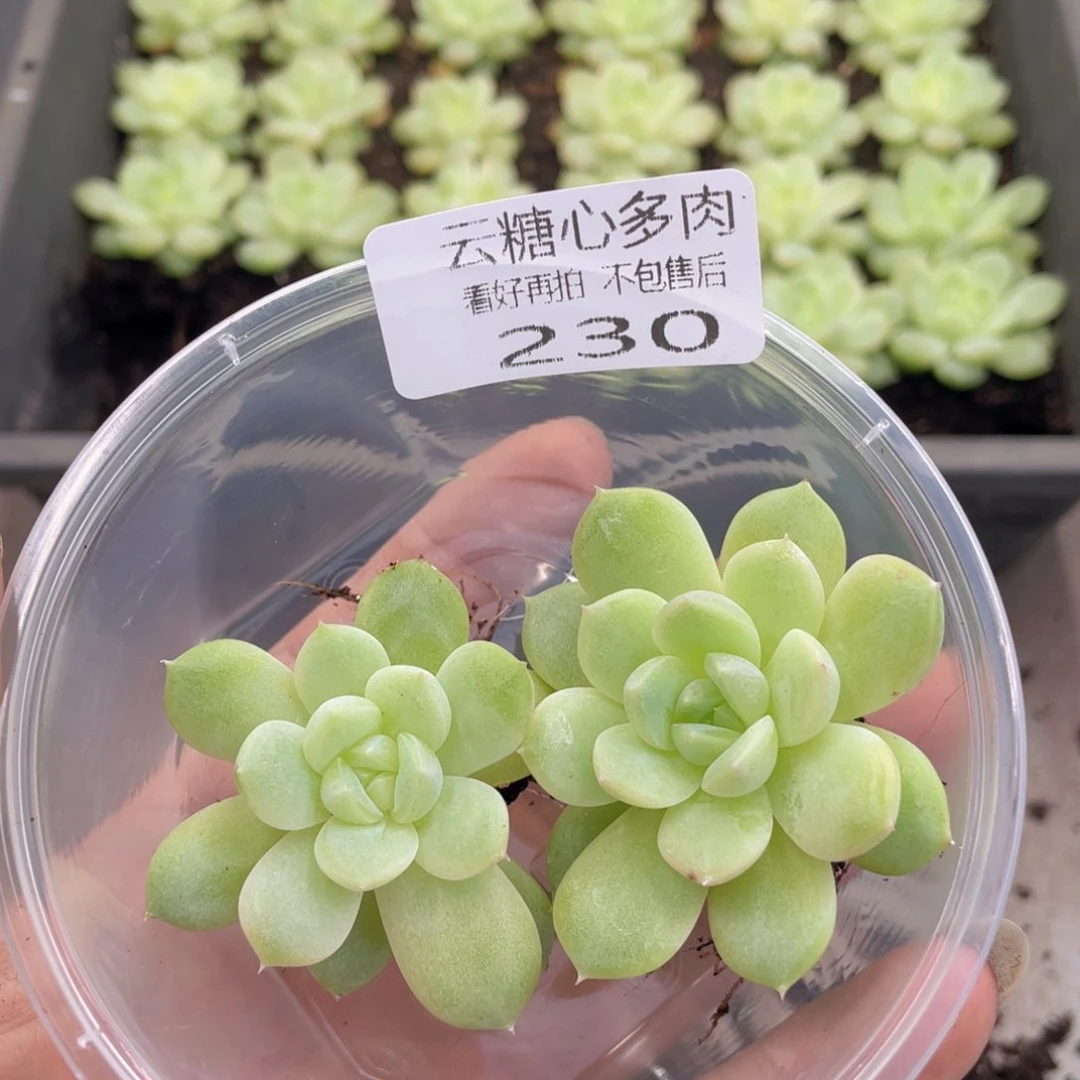 云糖心多肉植物230