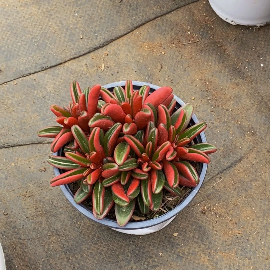 宝****定48包邮一物一拍多肉