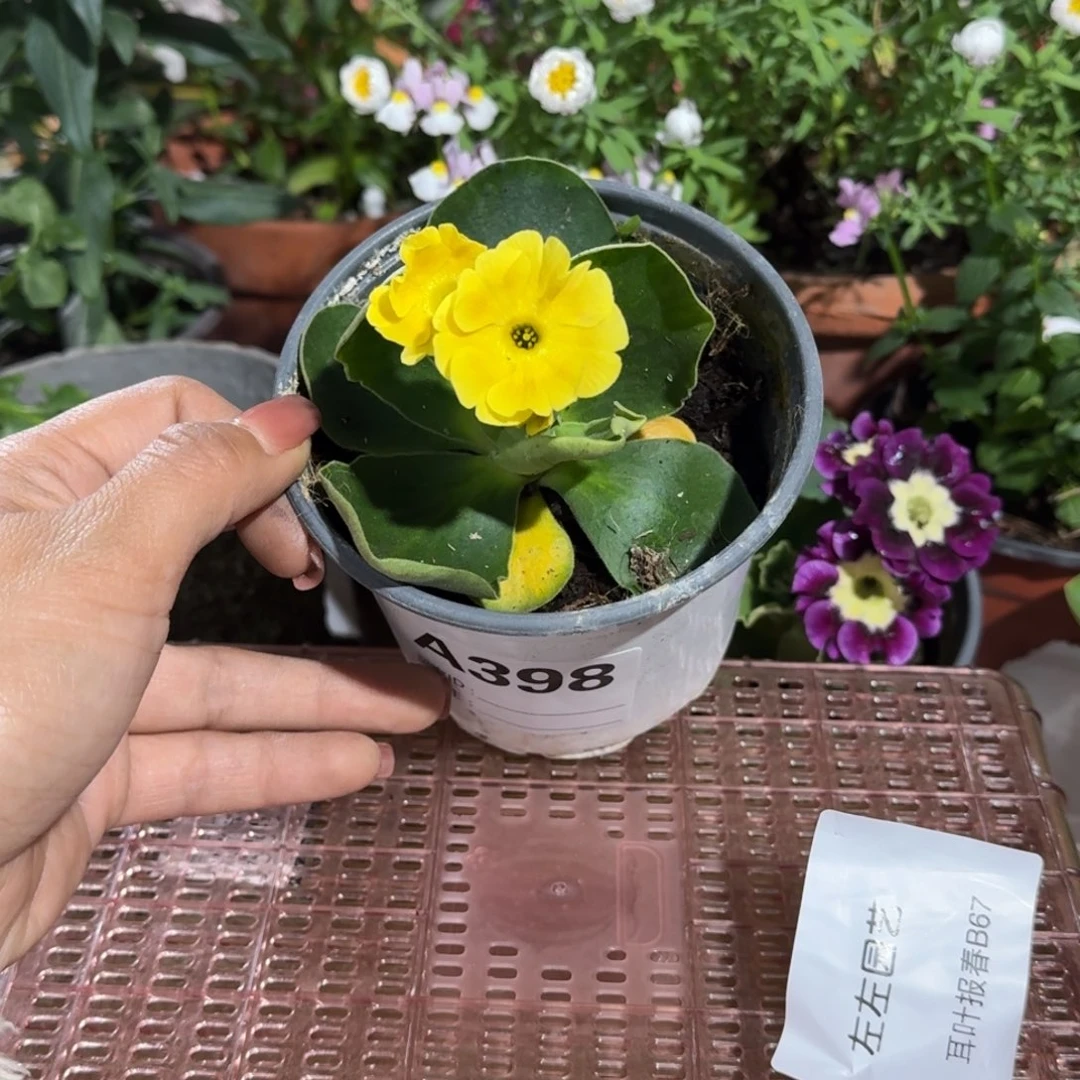 一物一拍耳叶报春A398