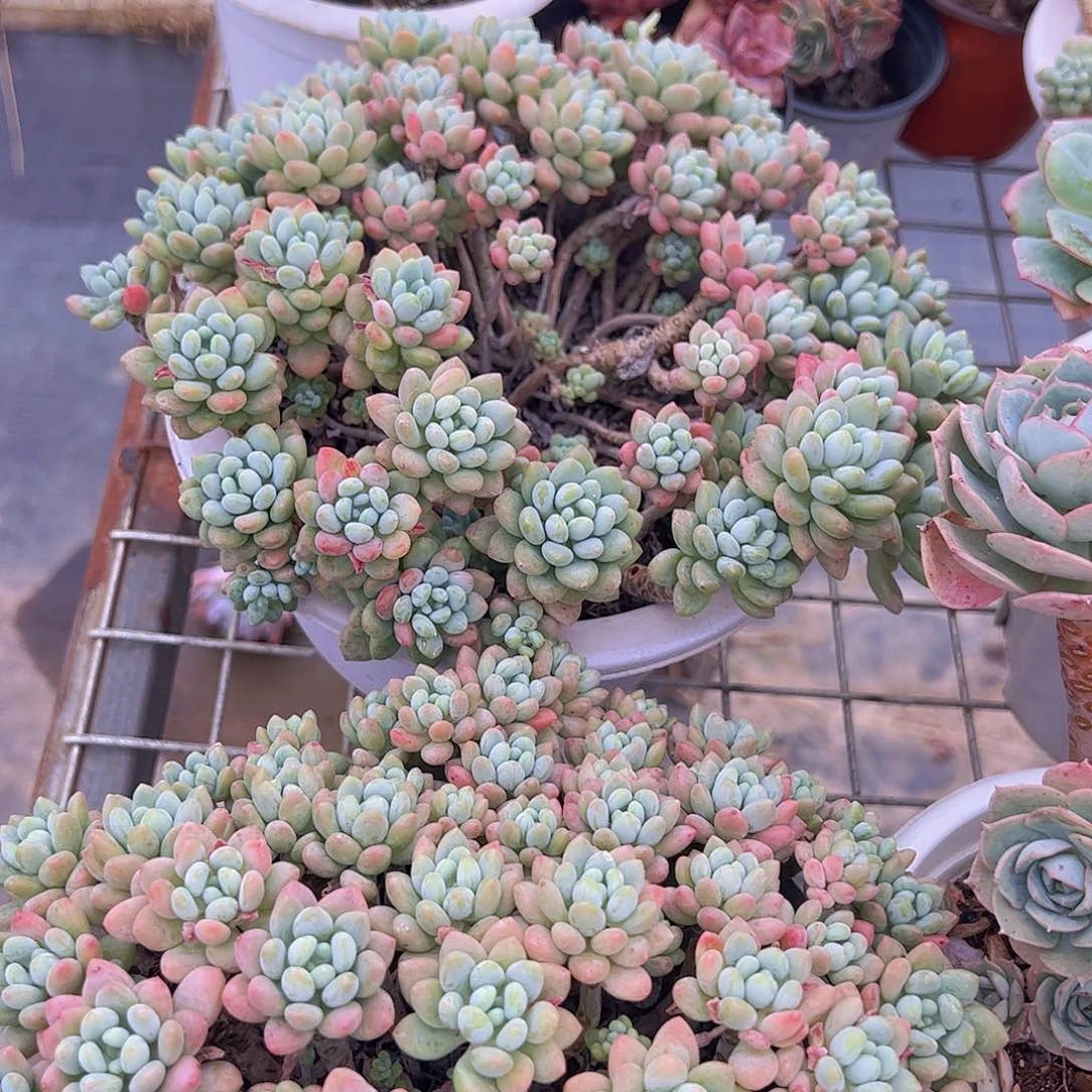 整群整桩鱼子酱一盆