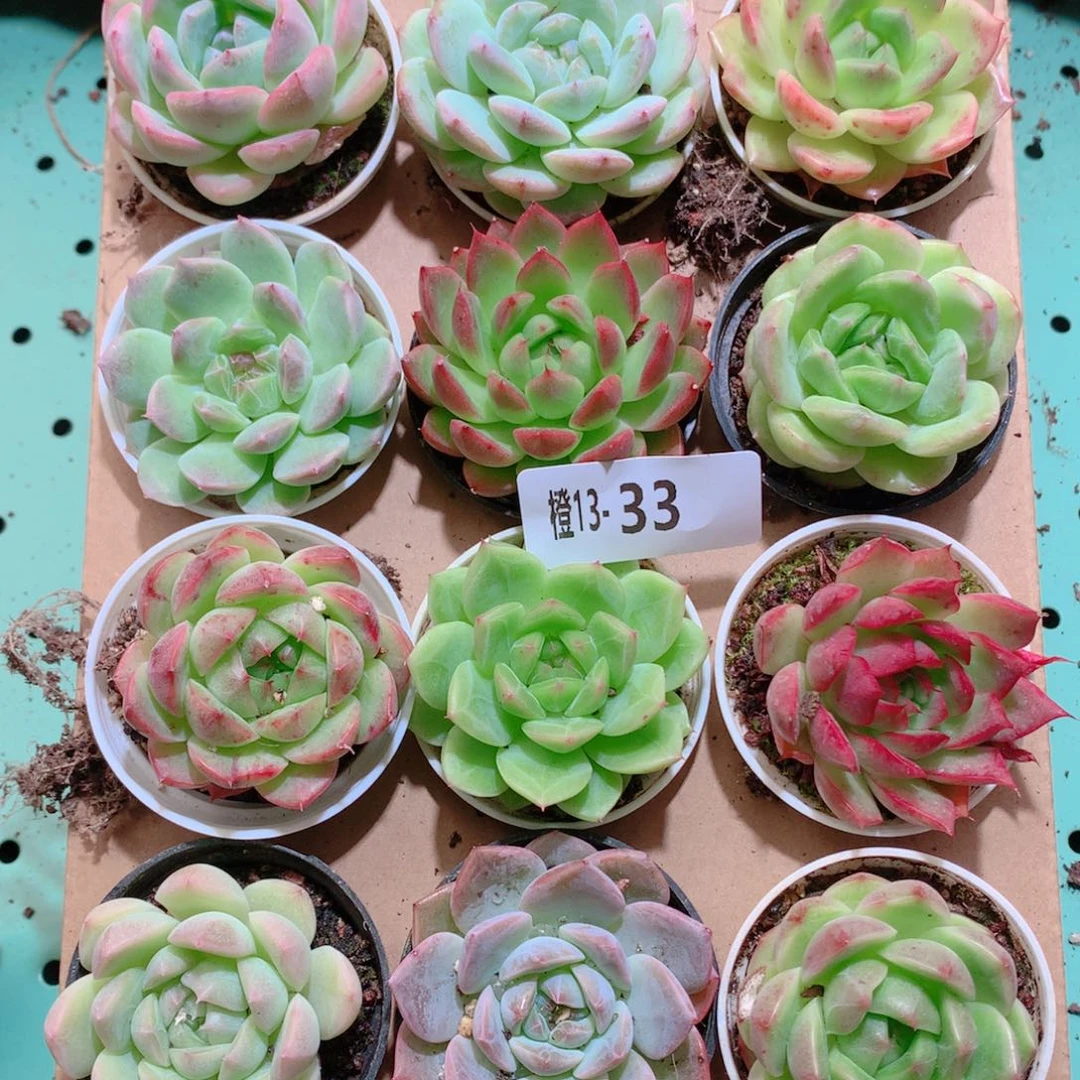 13-33一物一拍多肉带盆18颗