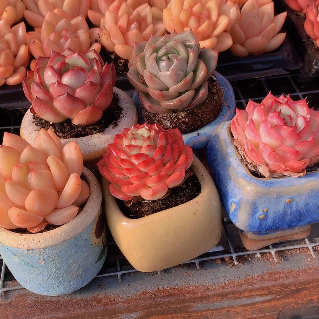 5颗组合3566788899900