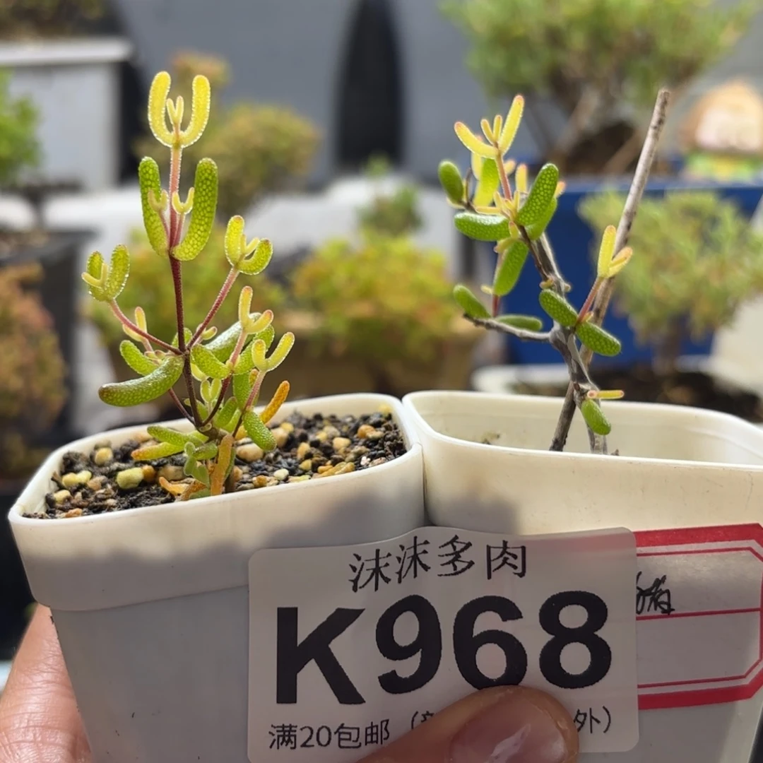 T***y968假猪枝干番杏福利