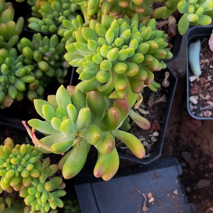 7方春梦缀化带盆土