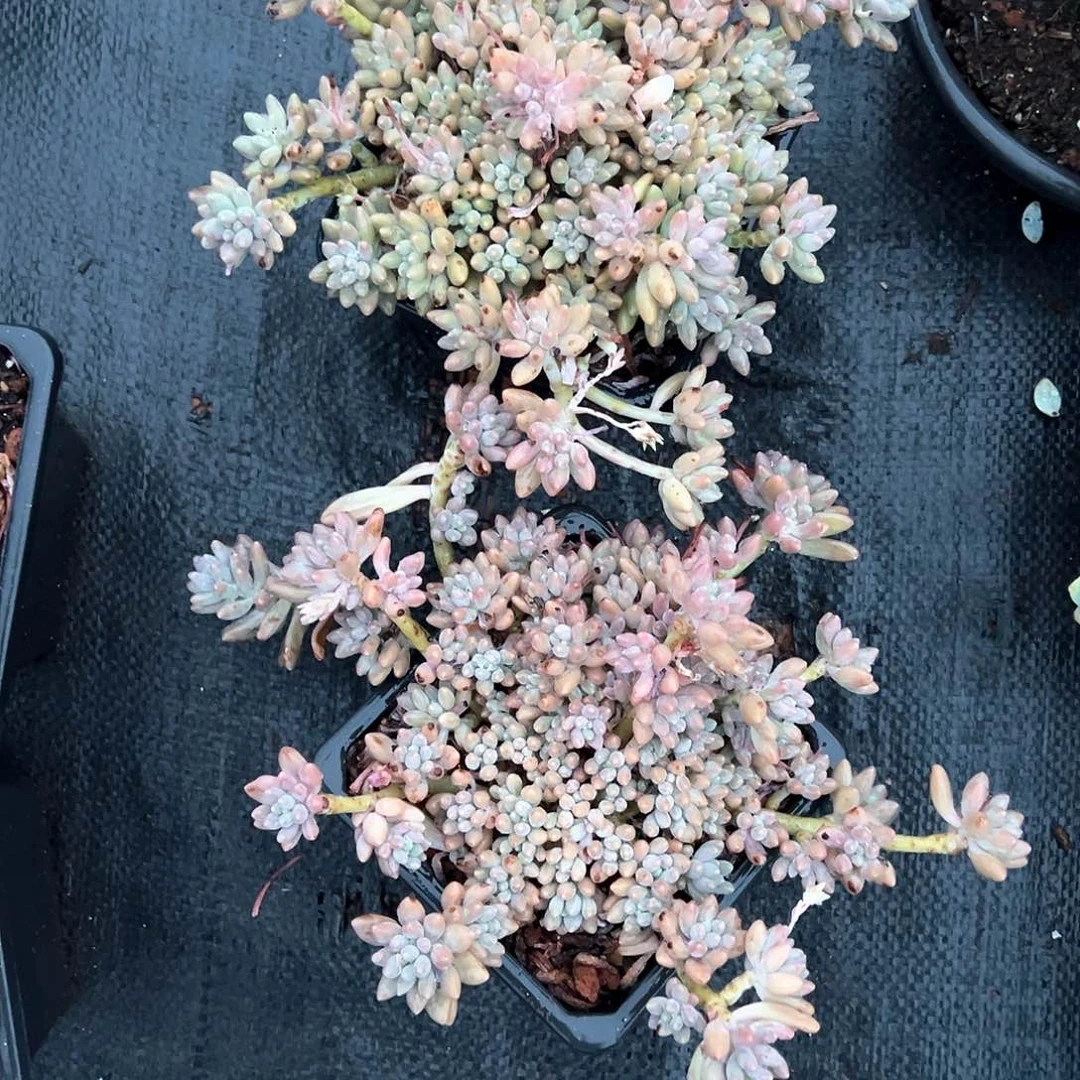 繁***、多肉植物一物一拍