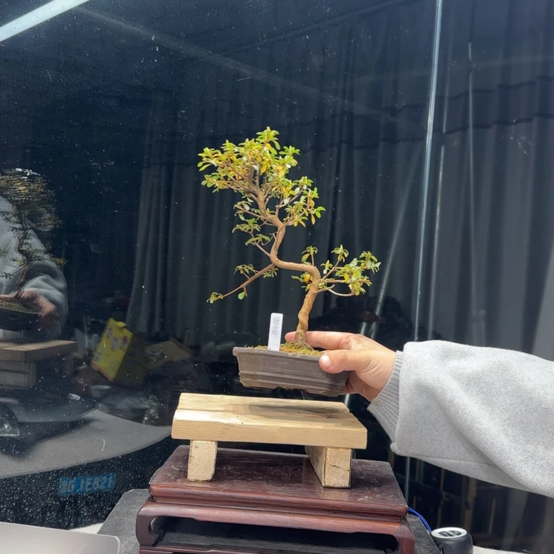 *️****花卉苗木花卉苗木