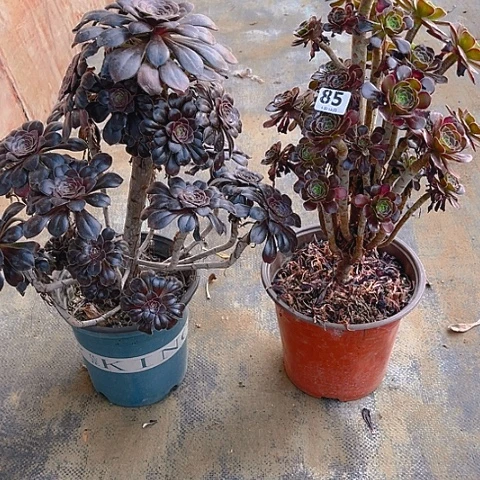 全部花朵组合式法师法师85
