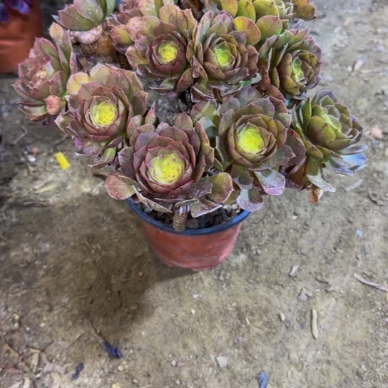 385加急发明天早上八点