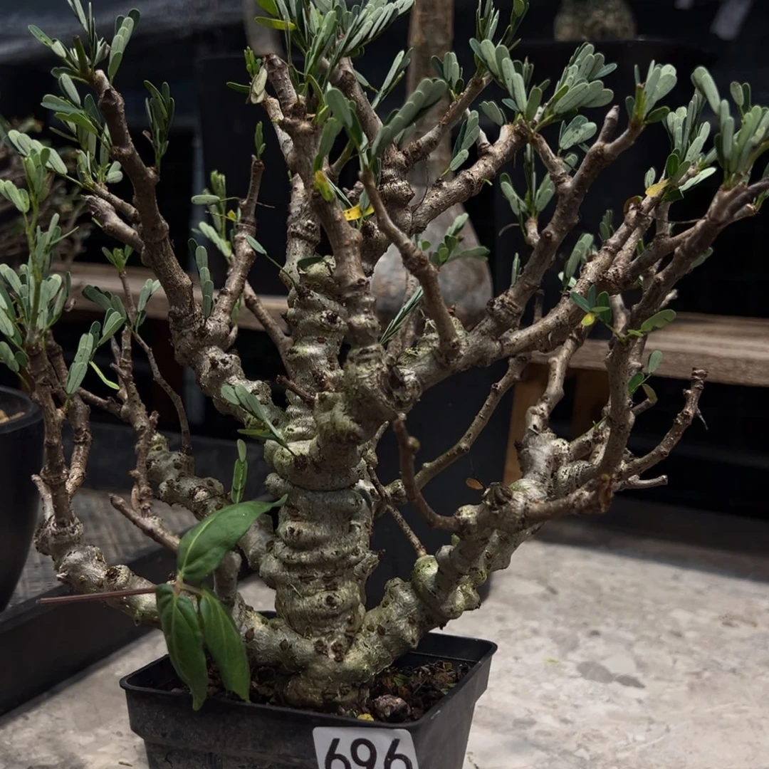 路***ღ696沙漠苏木块根植物带盆发货