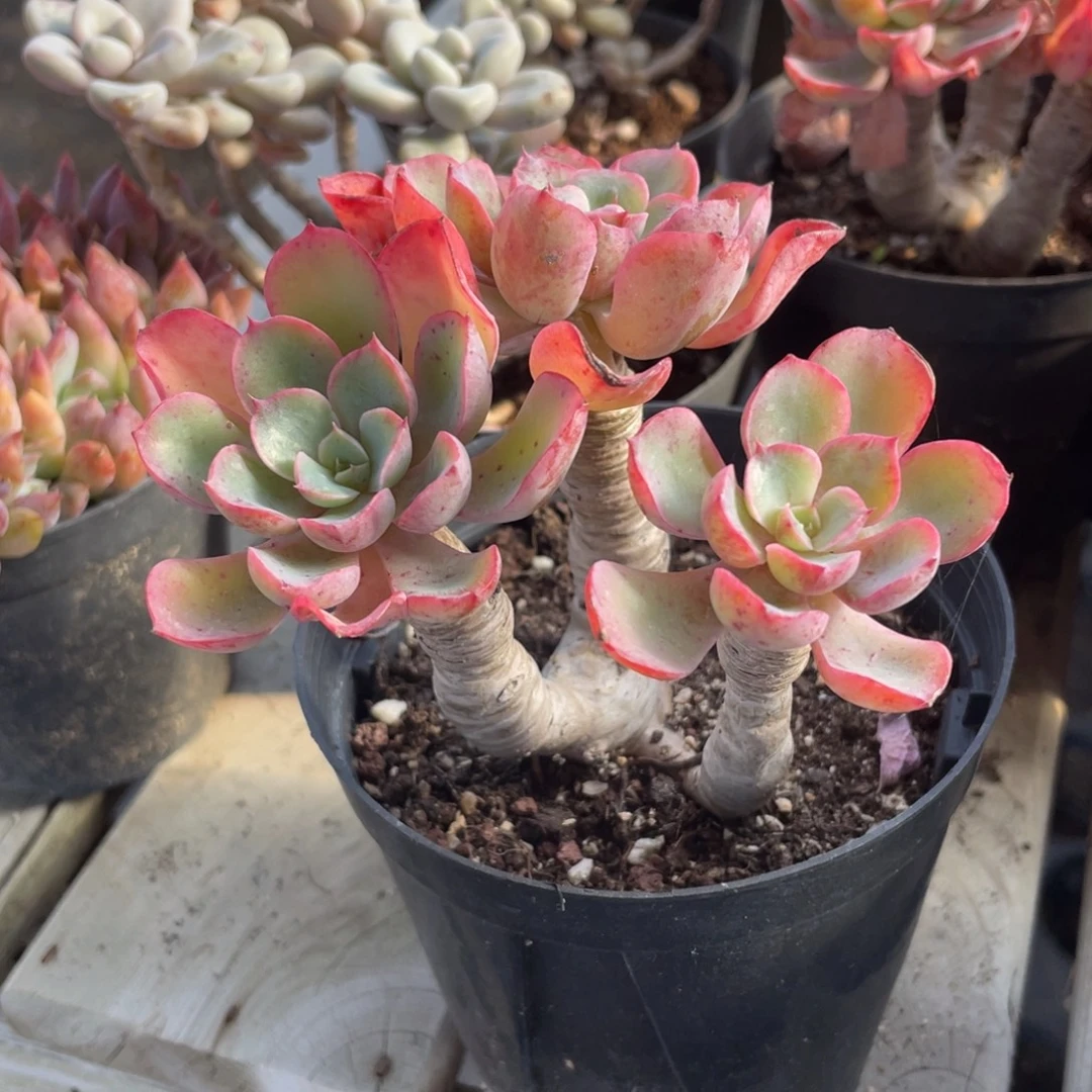 0122  雨滴  六月六