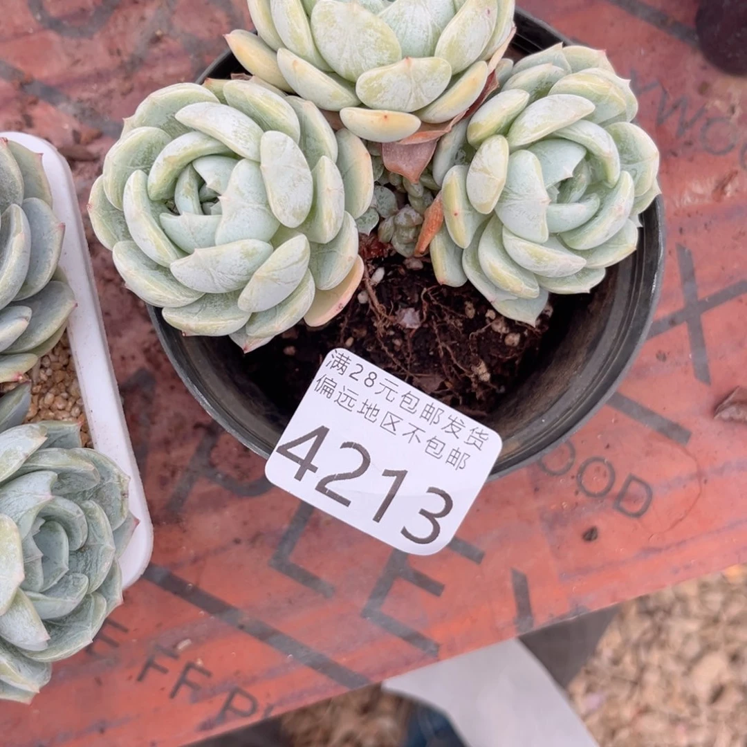 顺**然大4213:（cv b b j n