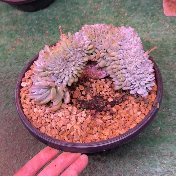 星影树缀无砍多肉