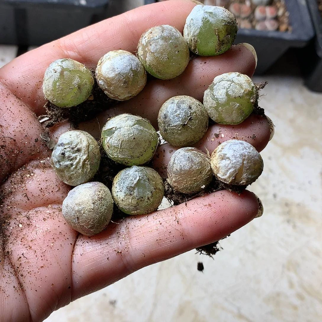 H482多肉植物保护