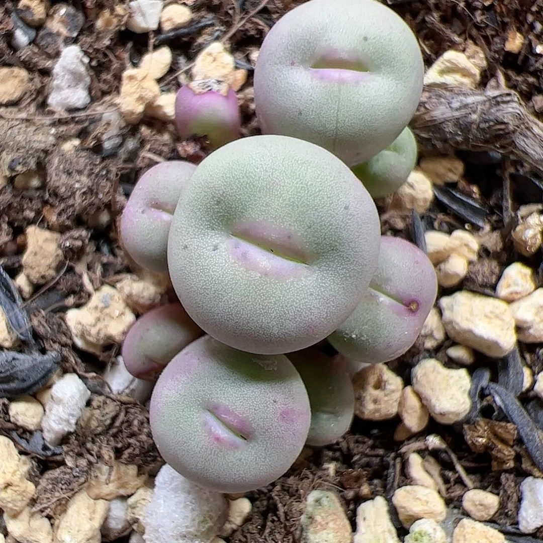 【闪购商品】206 紫脸