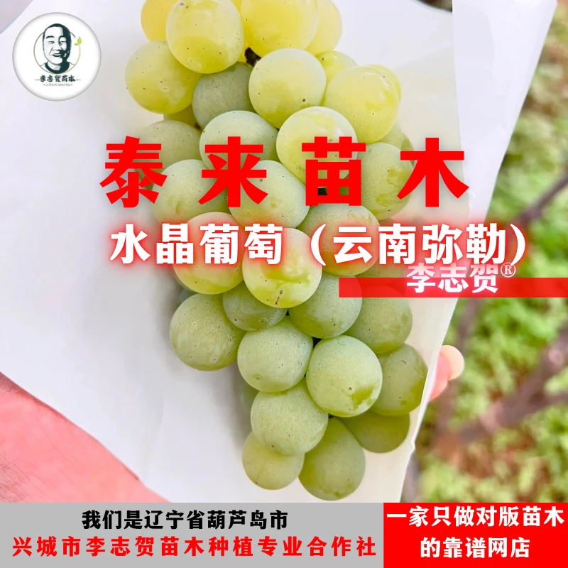 水晶葡萄嫁接苗（云南版本）贝达砧木 泰来苗木 李志贺苗木