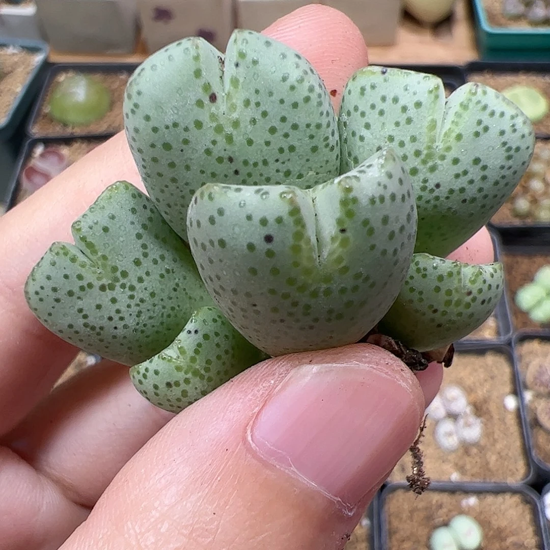 【闪购商品】53 秒