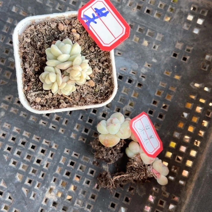 某某一物一拍专拍