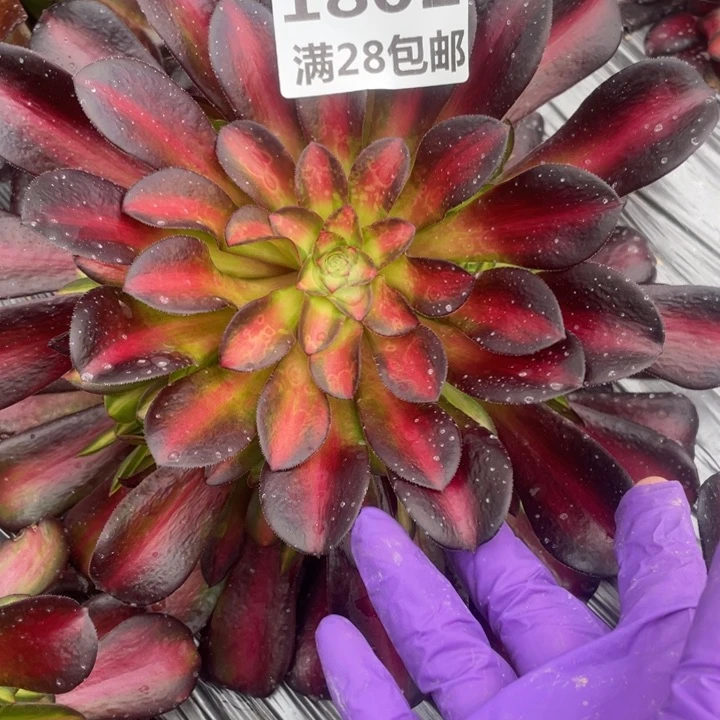 1802一号棚夕阳多肉植物M