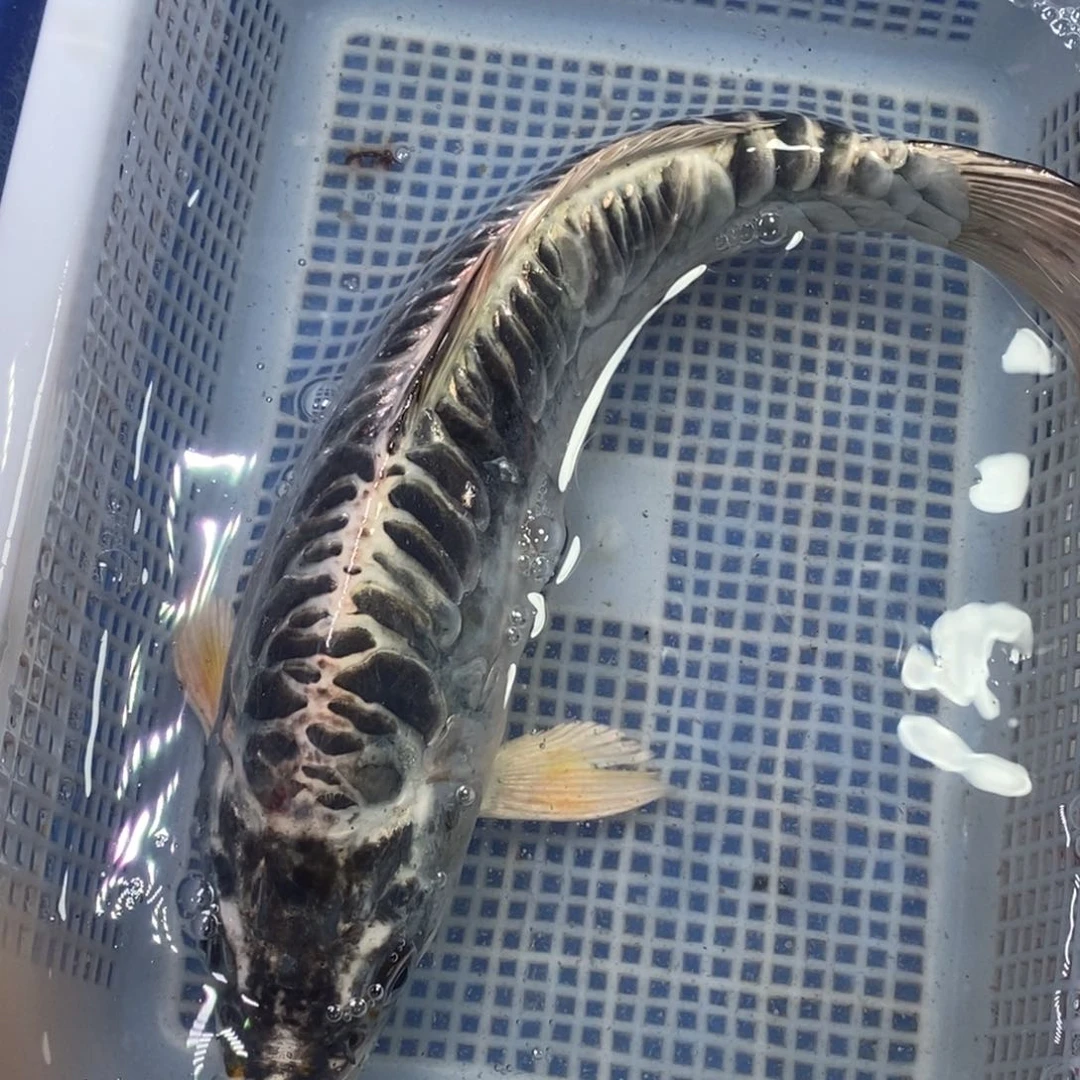 锦鲤冷水锦鲤包邮