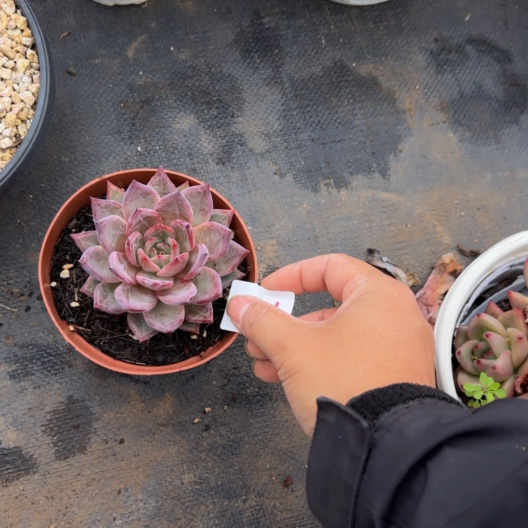 卡一物一拍 29-44